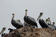 Islas Ballestas, pelikáni